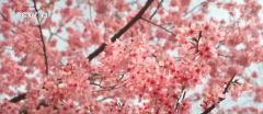 春风吹热“花经济” 农文旅融合为村落复兴“减