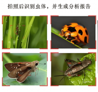 农林虫情测报系统：科技守护绿色生态金叶智能