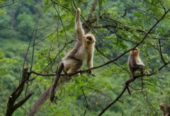 共生！中国生物多样性庇护“给力”