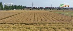 <b>“聪慧种地”提质增效帮力夏粮丰登丰收 科技赋</b>